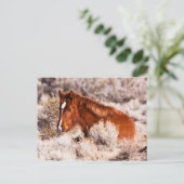 Carte Postale Quarante Winks (Debout devant)