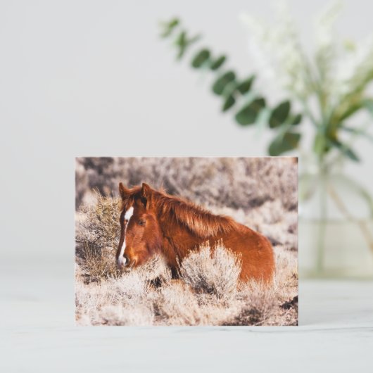 Carte Postale Quarante Winks (Debout devant)