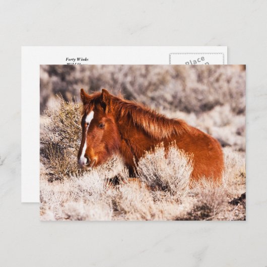 Carte Postale Quarante Winks (Devant / Derrière)