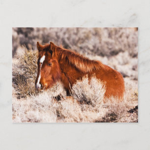 Carte Postale Quarante Winks