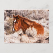 Carte Postale Quarante Winks (Devant)