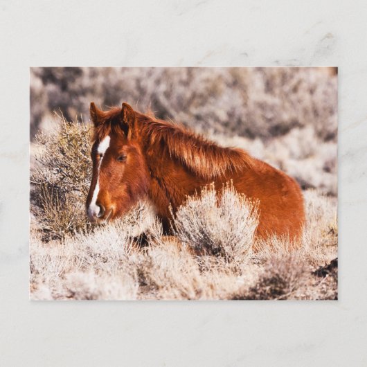 Carte Postale Quarante Winks (Devant)