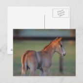 Carte Postale Quart Horse Foin (Devant / Derrière)