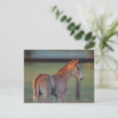 Carte Postale Quart Horse Foin (Debout devant)