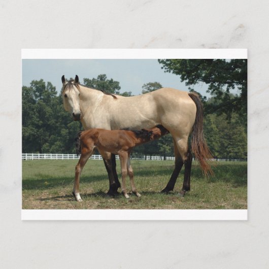 Carte Postale Quarter Cheval Mare & Foie (Devant)