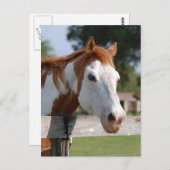 Carte Postale Quarterhorse (Devant / Derrière)