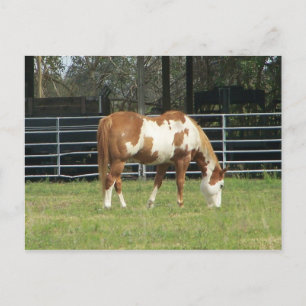 Carte Postale Quarterhorse