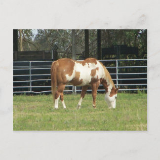 Carte Postale Quarterhorse