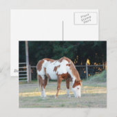 Carte Postale Quarterhorse 2 (Devant / Derrière)