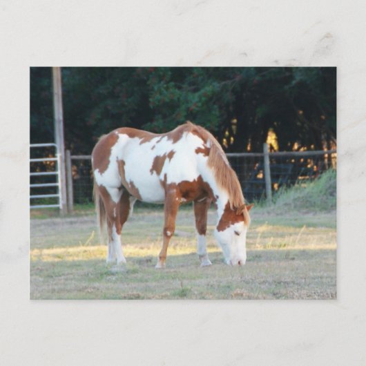 Carte Postale Quarterhorse 2 (Devant)