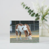 Carte Postale Quarterhorse 3 (Debout devant)