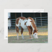 Carte Postale Quarterhorse 3 (Devant / Derrière)