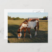 Carte Postale Quarterhorse 4 (Devant / Derrière)