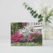 Carte Postale Quartier Azaleas (Debout devant)