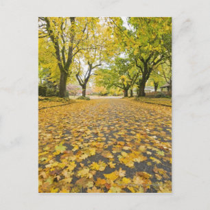 Carte Postale Quartier Est En Automne