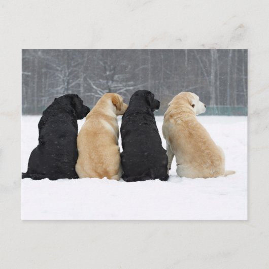 Carte Postale Quatre Chiens Du Labrador En Neige (Devant)