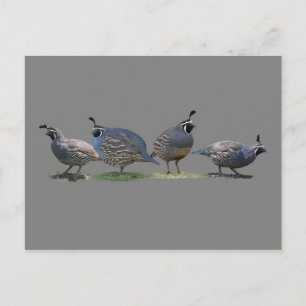 CARTE POSTALE QUATRE COURRIER