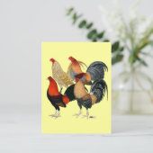 Carte Postale Quatre gamecocks (Debout devant)