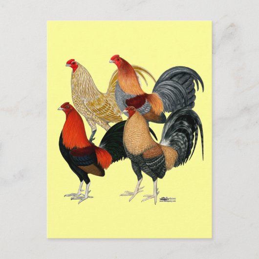 Carte Postale Quatre gamecocks (Devant)
