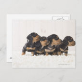 Carte Postale Quatre Mini Dachshund (Devant / Derrière)