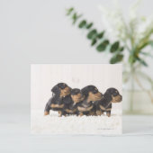Carte Postale Quatre Mini Dachshund (Debout devant)