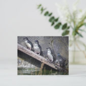 Carte Postale Quatre petits pingouins (Debout devant)