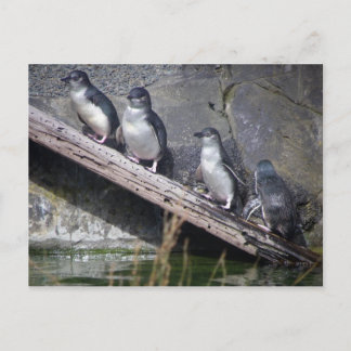 Carte Postale Quatre petits pingouins