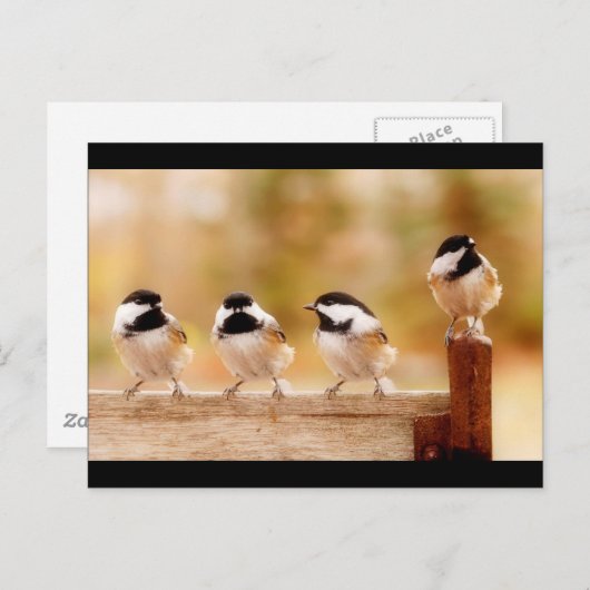 Carte Postale Quatre petits poulets (Devant / Derrière)