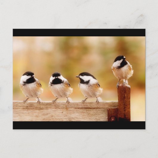 Carte Postale Quatre petits poulets (Devant)