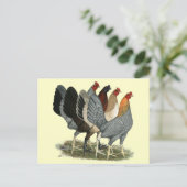 Carte Postale Quatre poules de Gamefowl (Debout devant)