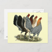 Carte Postale Quatre poules de Gamefowl (Devant / Derrière)