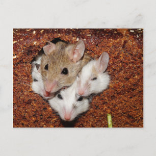 Carte Postale Quatre souris dans le pain de seigle
