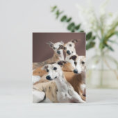 Carte Postale Quatre whippets (Debout devant)