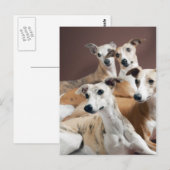 Carte Postale Quatre whippets (Devant / Derrière)