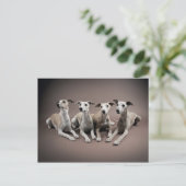 Carte Postale Quatre whippets (Debout devant)