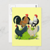 Carte Postale Quatuor néerlandais Bantam (Devant / Derrière)