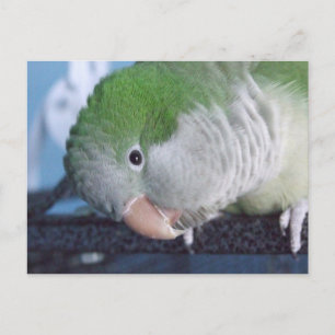 Carte Postale Que faire ? Quaker Parakeet