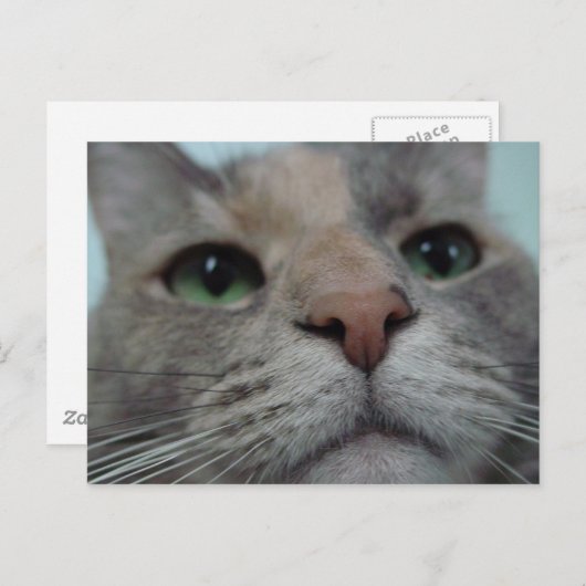 Carte Postale Que fait Ya ? (Devant / Derrière)