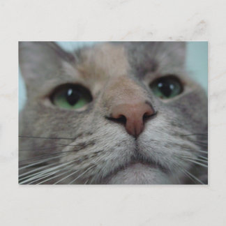 Carte Postale Que fait Ya ?