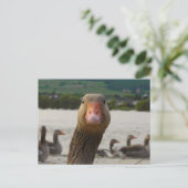 Carte Postale Que Regarde-Tu ? (Visage drôle d'oie) (Debout devant)