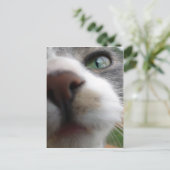 Carte Postale Que regardes-tu ? Chat (Debout devant)