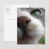 Carte Postale Que regardes-tu ? Chat (Devant / Derrière)
