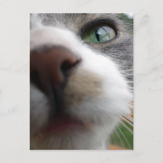 Carte Postale Que regardes-tu ? Chat (Devant)