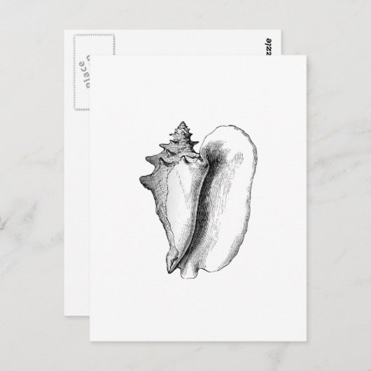 Carte Postale Queen Conch (Devant / Derrière)