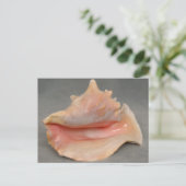 Carte Postale Queen Conch Shell (Debout devant)