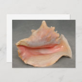 Carte Postale Queen Conch Shell (Devant / Derrière)