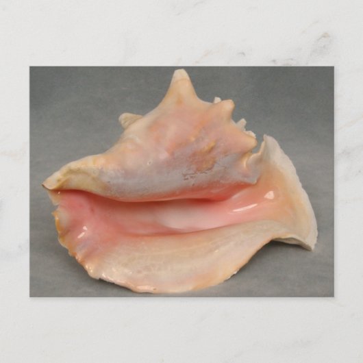 Carte Postale Queen Conch Shell (Devant)