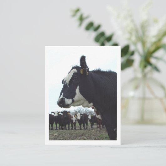 Carte postale Queen Cow (Debout devant)