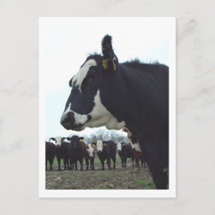Carte postale Queen Cow