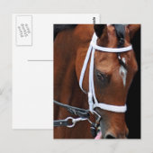 Carte Postale Queen de Kitten par Kitten's Joy (Devant / Derrière)